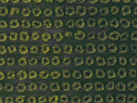 Aerial view of a rhythmic dance of citrus trees in the golden hour painting the orchard with vibrant hues, a testament to nature's artistry, Rocca Imperiale, Calabria, Italy.