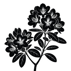 Detailed black and white illustration of blooming rhododendron flowers and stems