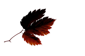 Autumn foliage paper cutout silhouette isolated on transparent background