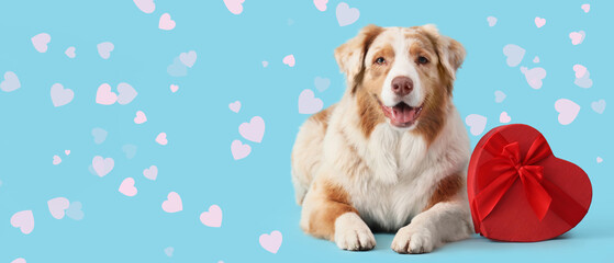 Cute Australian Shepherd dog with heart shaped gift box on blue background. Valentine's Day...