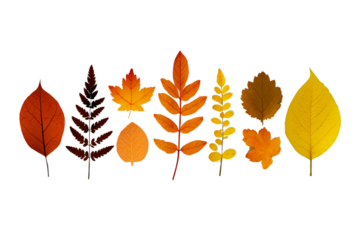 Paper cutout autumn leaf silhouette isolated on transparent background