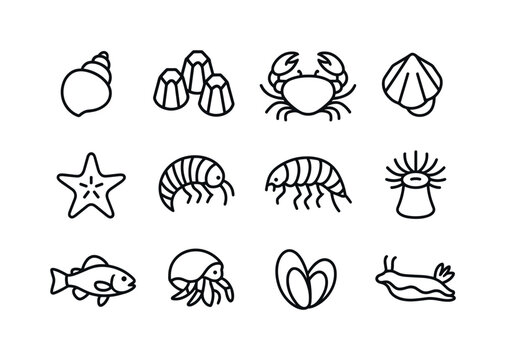 Intertidal Icon Grid. Intertidal zone creatures. Line icon set o