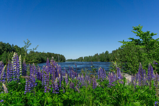 Scenic Glomma River Landscape with Blooming Purple Lupines in Norwegian Summer