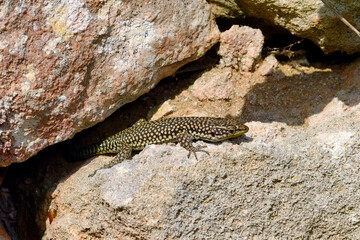 Moroccan rock lizard // lagartija de marruecos // Brilleneidechse (Scelarcis perspicillata perspicillata) - Menorca, Balearic Islands, Spain