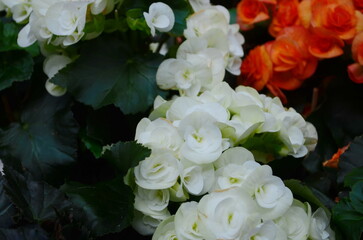 A closeup of begonia flowers in the garden