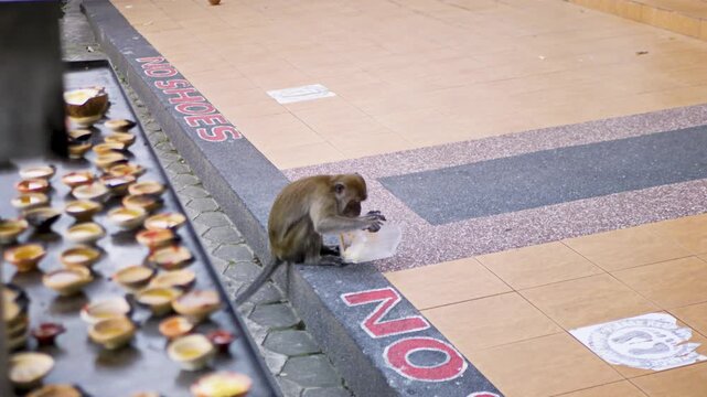 Wild monkey eating leftovers from plastic food container on temple steps in Southeast Asia. Monkey stealing.