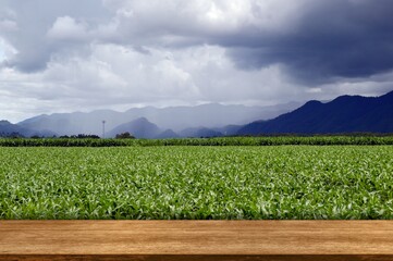 corn field and blue sky