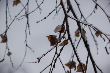 Close up of birch tree branches and dry leaves covered in thick ice glaze against a cold grey sky