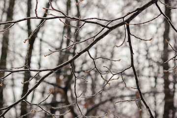 Closeup of thin tree branches covered in thick ice glaze after a severe winter freezing rain storm