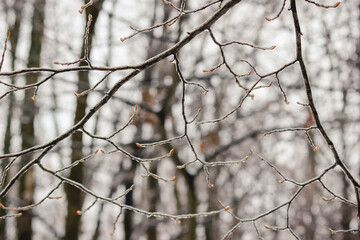 Closeup of thin tree branches covered in thick ice glaze after a severe winter freezing rain storm