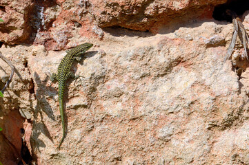 Moroccan rock lizard // lagartija de marruecos // Brilleneidechse (Scelarcis perspicillata perspicillata) - Menorca, Balearic Islands, Spain