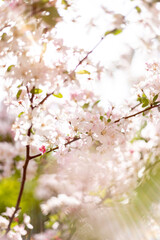 Fototapeta premium Vibrant Cherry Tree Blooming in Spring Sunlight, Pink Blossoms and Nature Renewal Concept