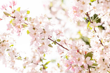 Obraz premium Vibrant Cherry Tree Blooming in Spring Sunlight, Pink Blossoms and Nature Renewal Concept