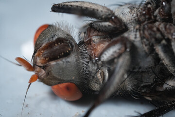The Compound Eye of the Fly: A Close-Up Study of Ocular and Mouthpart Anatomy in Dipt