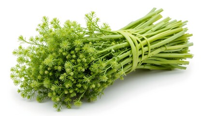 Isolated fennel bunch on a clear background