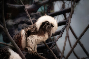 Cotton-top tamarin (Saguinus oedipus) perched on a branch, its distinctive fluffy white crest framing a dark expressive face