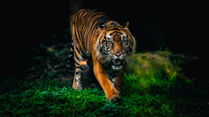 Tiger (Panthera tigris) walking toward its prey through lush green grass