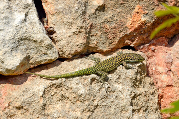 Moroccan rock lizard // lagartija de marruecos // Brilleneidechse (Scelarcis perspicillata perspicillata) - Menorca, Balearic Islands, Spain