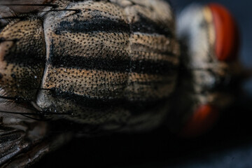 Fototapeta premium xtreme Macro Photography Highlighting the Striking Longitudinal Stripes and Pitted Texture of a Fly's T