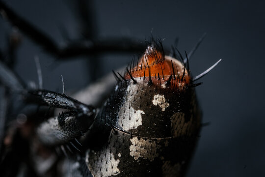 xtreme Close-up Set Detailing the Red-Eyed Head and Mottled, Bristly Posterior Abdomen of a