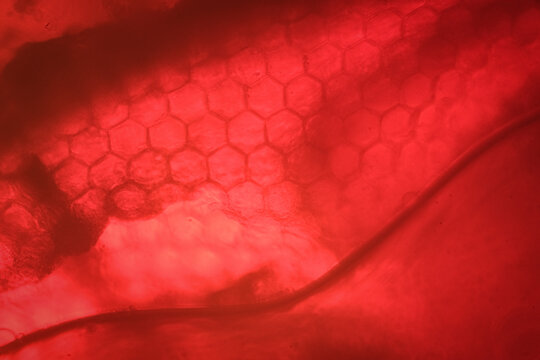 The Mosaic Visual System: Showing the Red-Stained Hexagonal Units of the Fly's Corneal Surface Architect