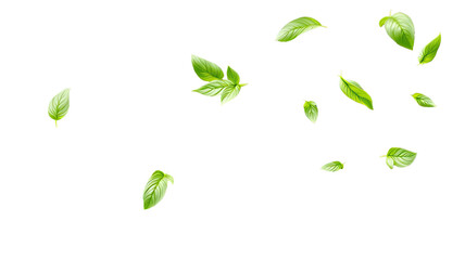 Isolated fresh green basil leaves floating against a stark black background