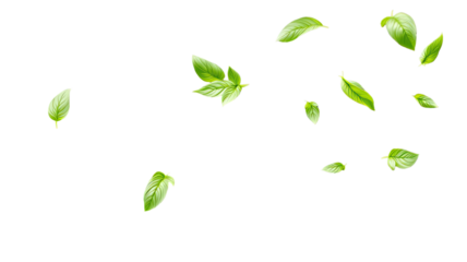 Isolated fresh green basil leaves floating against a stark black background