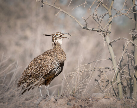Martineta copetona ave estepa patag&oacute;nica.