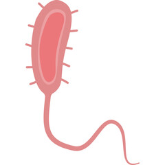 Vibrio cholerae illustration