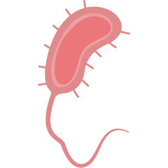 Vibrio cholerae illustration