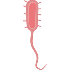 Vibrio cholerae illustration
