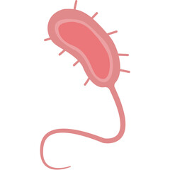 Vibrio cholerae illustration