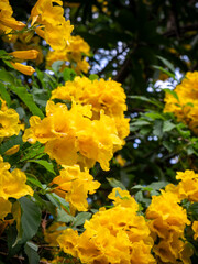 Beautiful bright yellow trumpet flowers blooming densely on tropical shrub with green leaves, natural floral background for spring and summer.