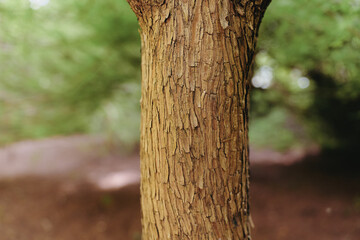 Fototapeta premium Tree bark trunk closeup in nature and forest, detailed wood texture and rough surface on tree, natural pattern and mossy brown tones with blurred green background and soft light.