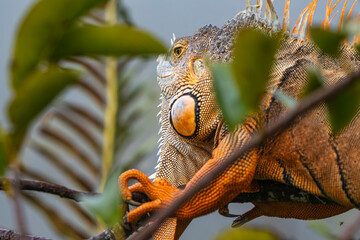 iguana on tree