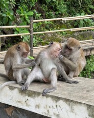 Fototapeta premium Three macaque monkeys sit on a concrete ledge while two of them groom the one in the center. The scene captures typical primate social behavior in a lush natural setting. 