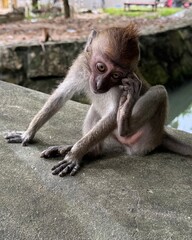 A baby macaque sits on a concrete ledge and touches the side of its head with one hand, creating a gentle and expressive pose. The soft lighting and natural background 