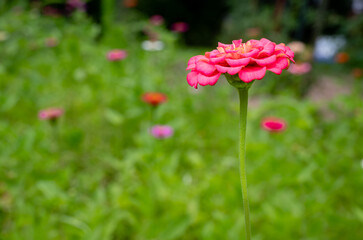 Obraz premium Solitary zinnia in bright morning sunlight
