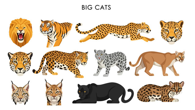 Cartoon illustrations of various big cats including a lion tiger cheetah jaguar snow leopard cougar lynx panther and ocelot