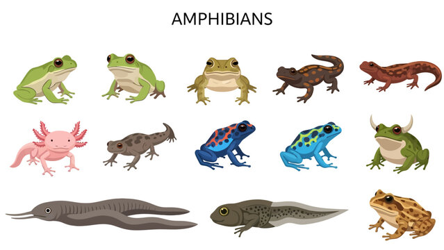 Illustration featuring twelve different types of amphibians on a white background