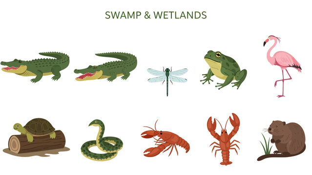 Illustration of swamp and wetland animals including alligators a turtle snake dragonfly frog flamingo lobster and beaver