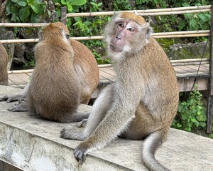 A macaque monkey sits on a concrete ledge and looks toward the camera while another monkey sits beside it with its back turned. The scene is set in a green natural environment with wooden railings