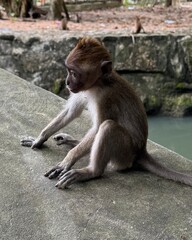 Fototapeta premium A young macaque sits on a concrete ledge with a slightly raised tuft of hair on its head. The scene captures the animal’s delicate posture and curious expression against a blurred natural background. 