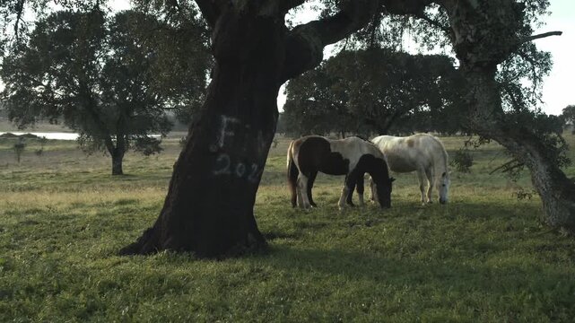 Peaceful Scene of Wild Horses Grazing Under a Large Cork Tree in a Sunny Field, Tranquil Nature and Wildlife Landscape, Organic Frame Drone Shot