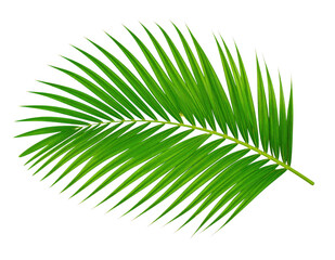 Obraz premium Palm leaf isolated on white