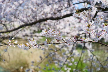 春の四重奏で知られる、舟川べり桜並木。朝日、富山、日本。４月上旬。