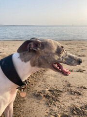 Whippet dog portrait side profile on sandy beach, vertical
