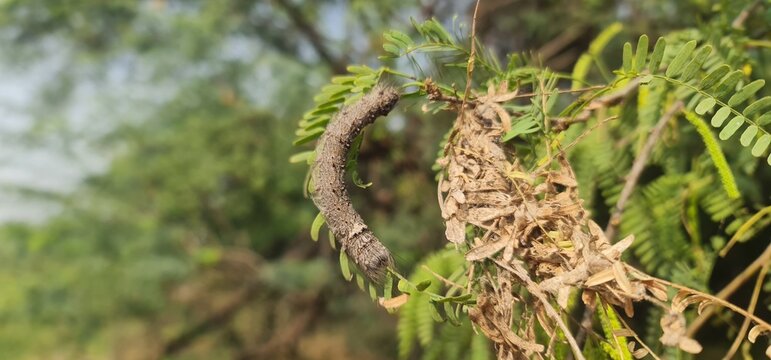 Detailed View of a Lappet Moth Caterpillar Camouflaged on a Green Branch in the Wild