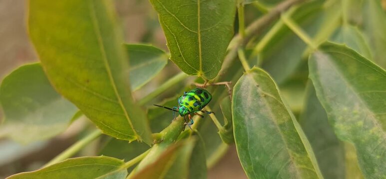 Close-up of a glossy green jewel beetle with metallic iridescence perched on a leaf.