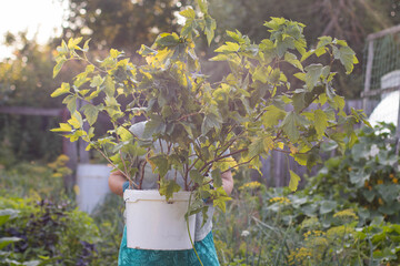 Currant bush seedlings in plastic buckets. A man transplants currant bushes.